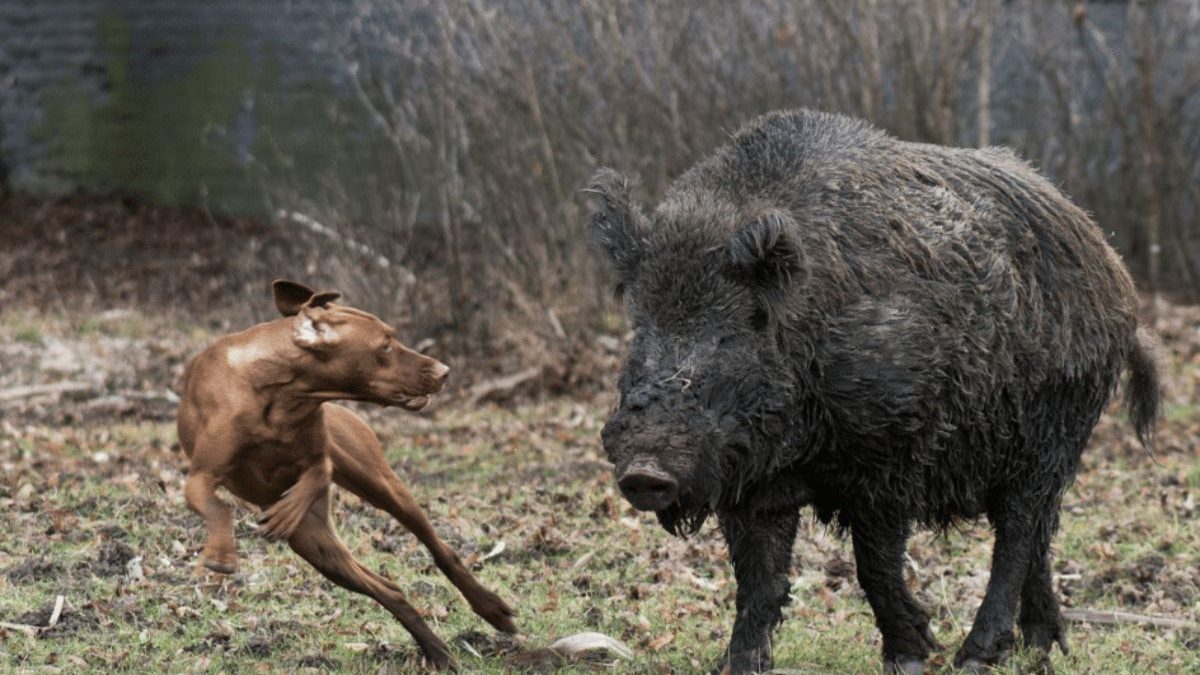 Espécie exótica invasora: o avanço do javali-europeu e a corrida para conter prejuízos em Santa Catarina