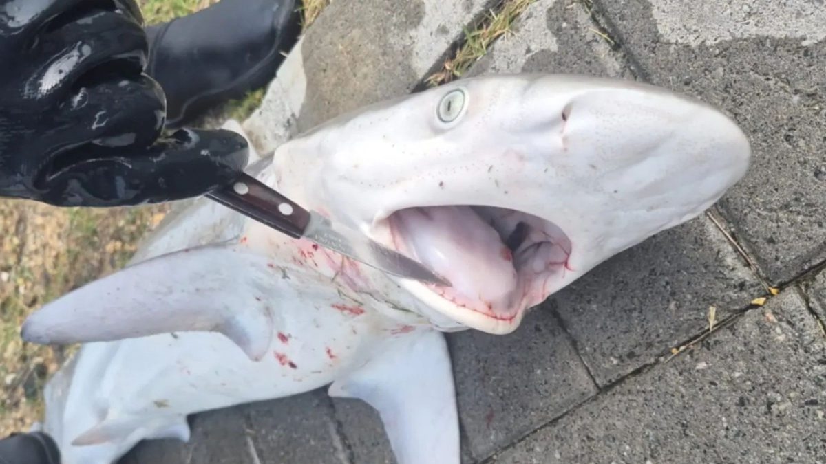 Filhote de tubarão é encontrado morto em SC e fotos são impressionantes