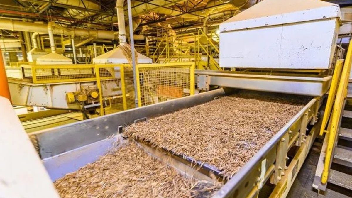 Com investimento de R$ 100 milhões, megausina de tabaco de 40 mil m² chega ao Brasil projetando 400 vagas de emprego