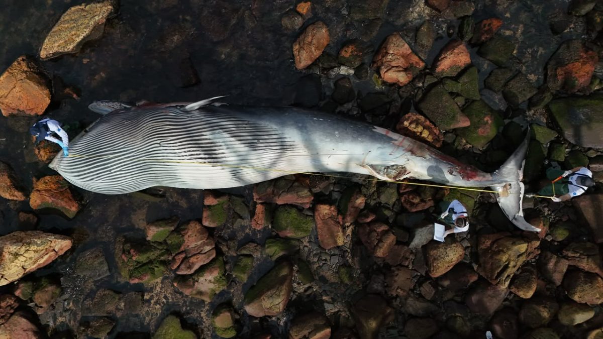 Gigante do mar encalha em SC após passar dias à deriva e especialistas iniciam investigação sobre morte