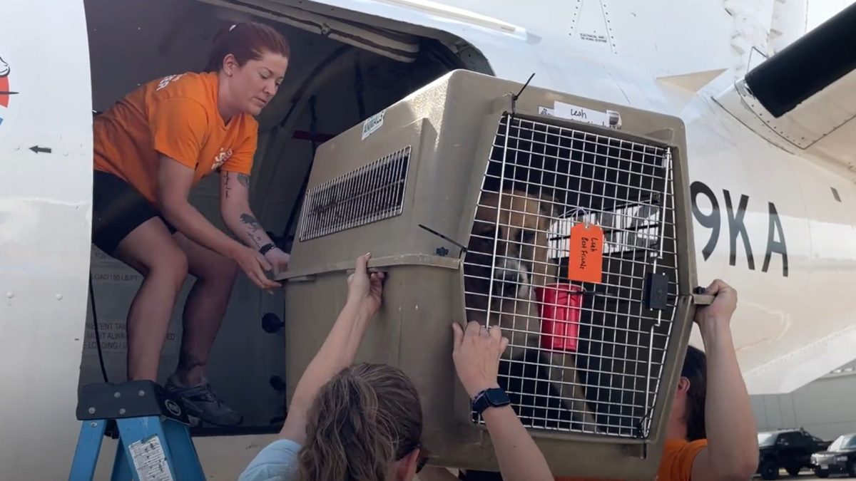 88 gatos e cachorros embarcam em um voo de emergência organizado em apenas 22 horas depois de uma enchente, mas o motivo da transferência escondia uma estratégia que acabou salvando muito mais animais