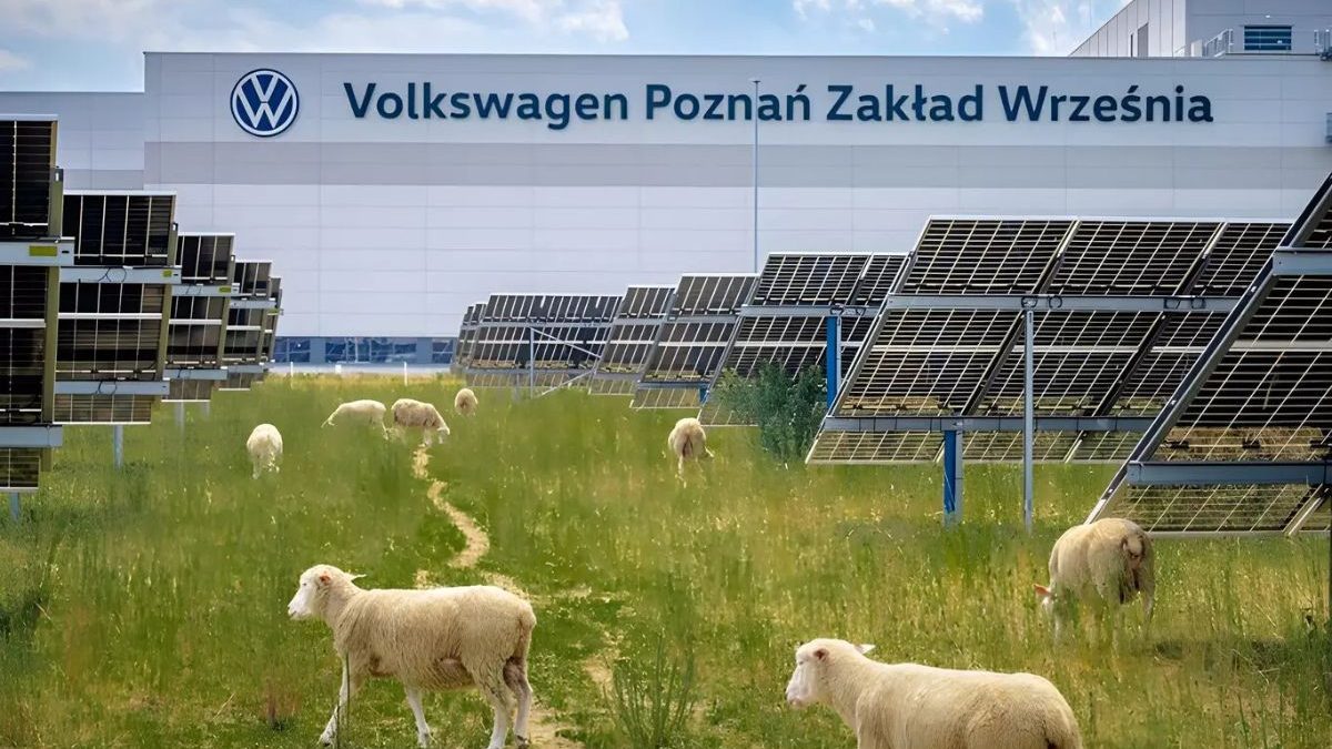 Em vez de robôs, Volkswagen ‘contrata’ 100 ovelhas para resolver problema em 31 mil painéis solares que humanos não conseguem