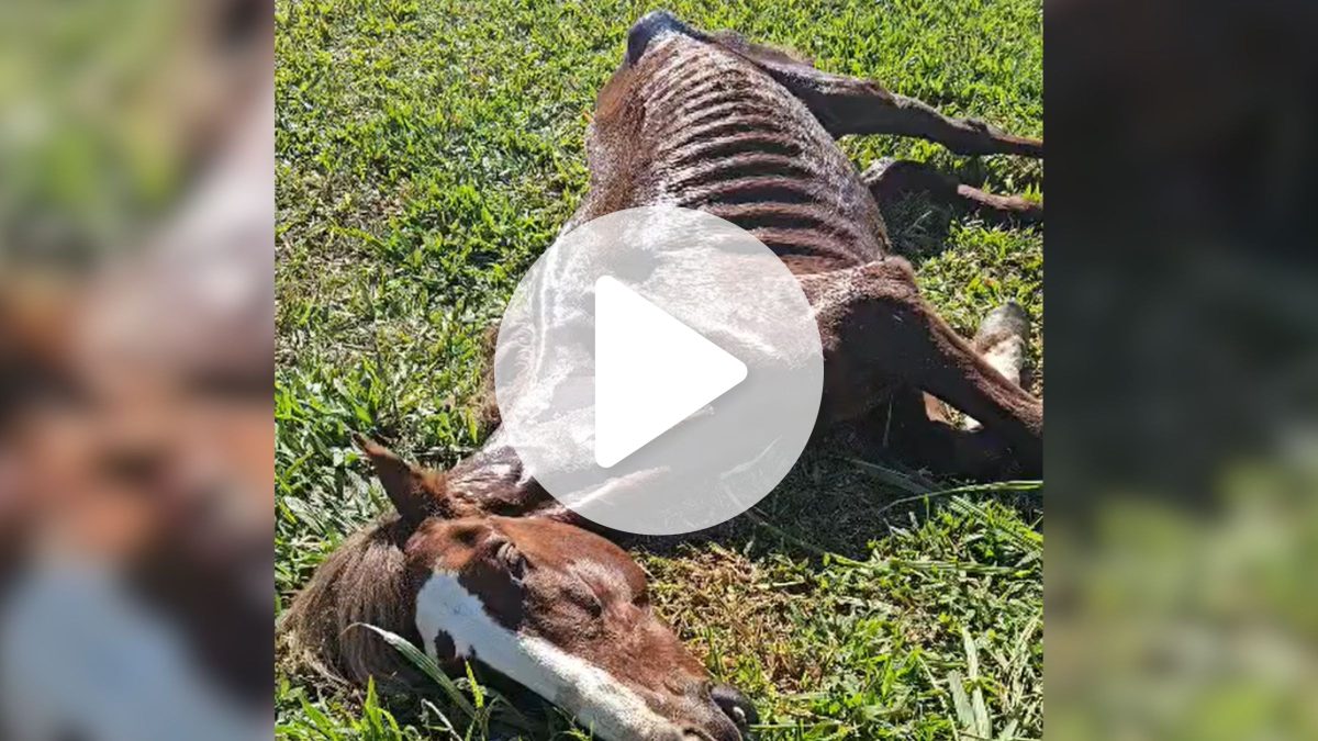 Cavalo ‘deixado para morrer’ é resgatado com magreza extrema e sem conseguir andar em SC