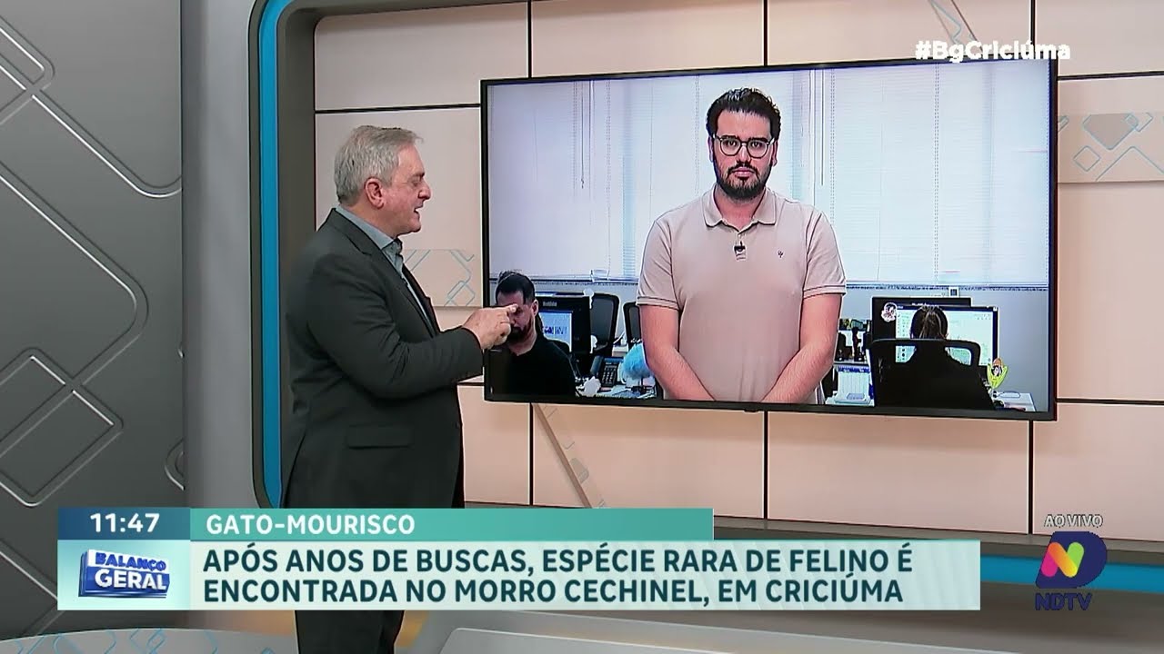 Gato-mourisco raro é encontrado no Morro Cechinel, em Criciúma