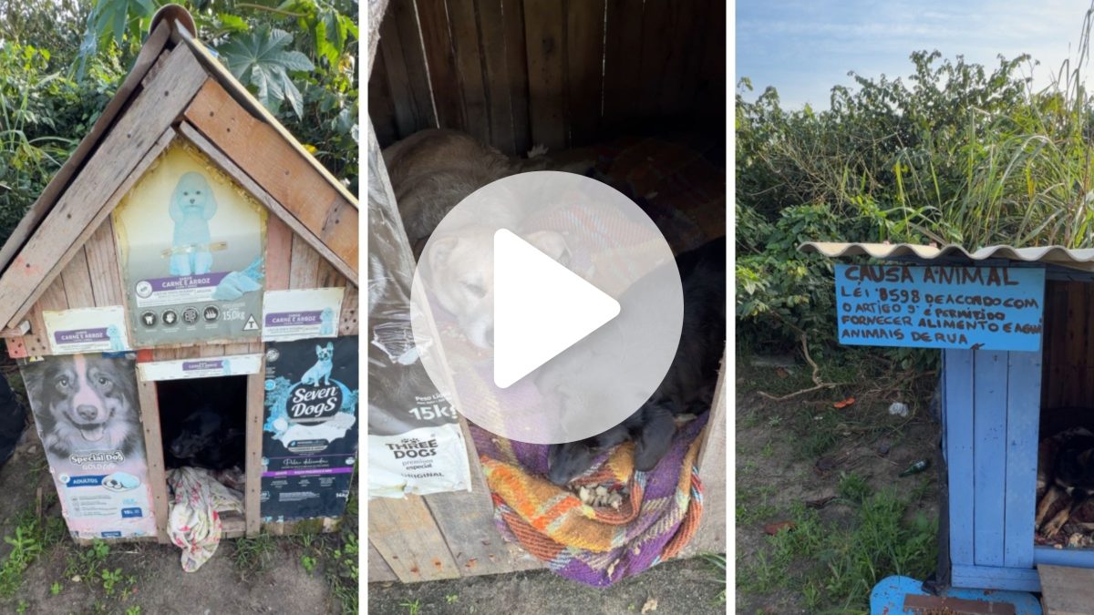 VÍDEO: Cães de rua ganham ‘casa de frente para o mar’ e iniciativa encanta moradores em praia de SC