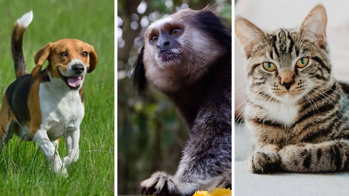 Mordidas de macacos crescem em Florianópolis, mas cães e gatos ainda lideram acidentes