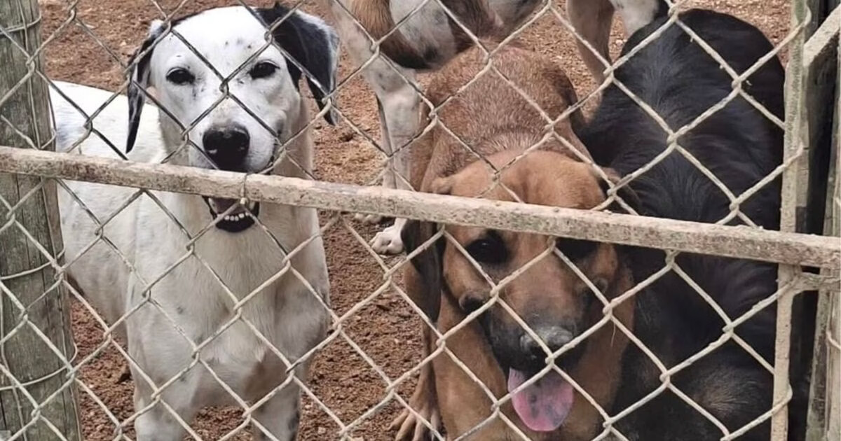 ONG PATA pede apoio do poder público para definir futuro de cães do Canil Aymoré, em Guabiruba