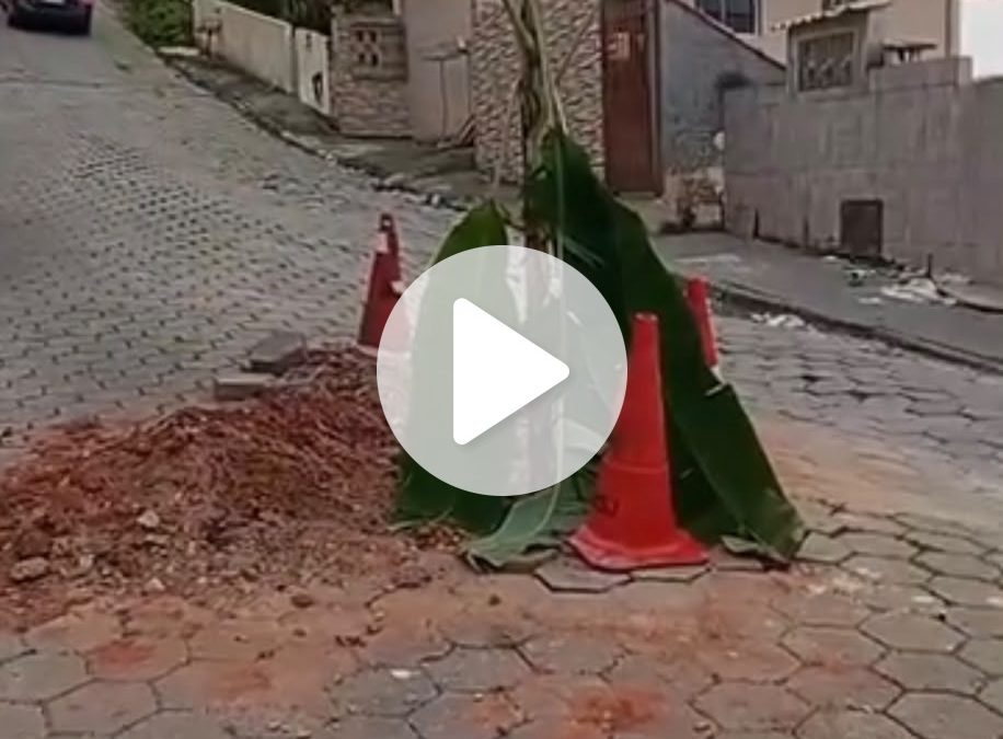 Moradores ‘plantam’ uma bananeira para protestar e sinalizar um buraco em rua da Grande Florianópolis