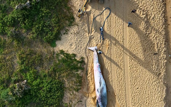 Exames vão apontar causa da morte de baleia encontrada em Itapema