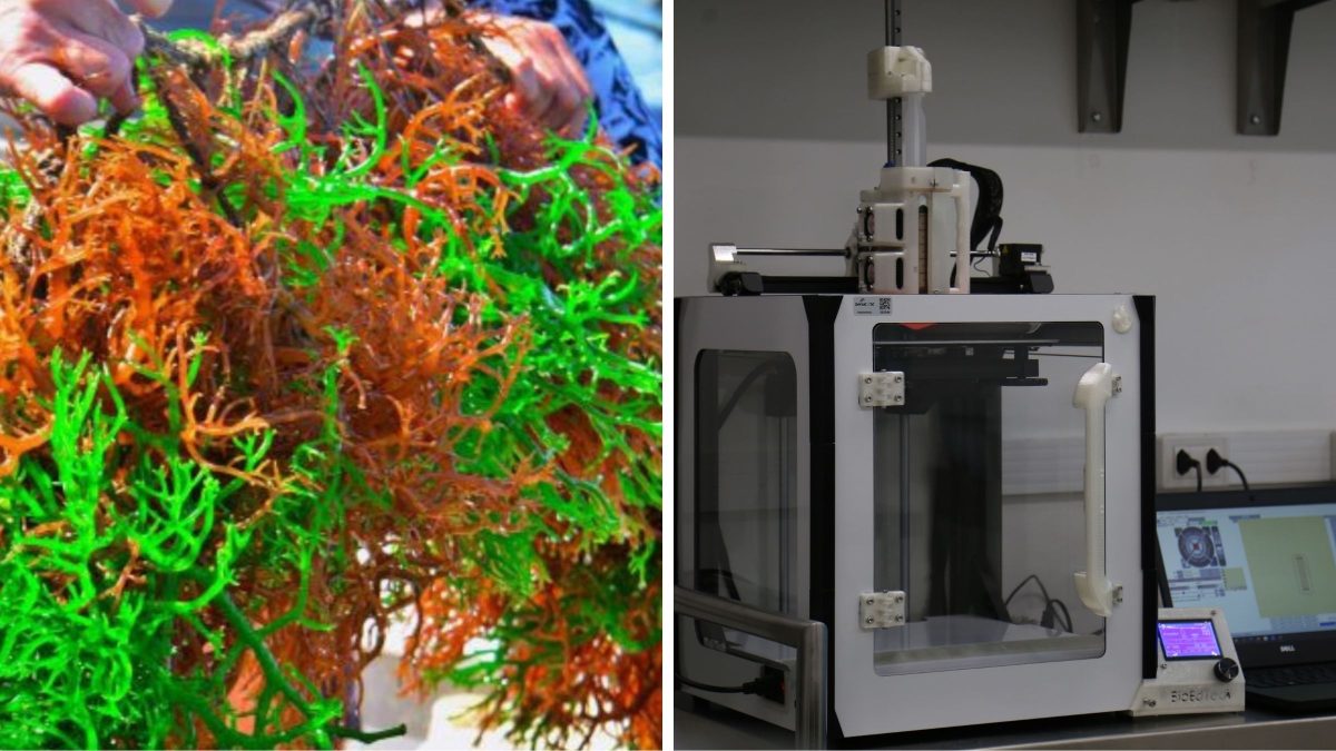 Macroalga cultivada em SC vira matéria-prima para impressão 3D de alimentos e criações gastronômicas