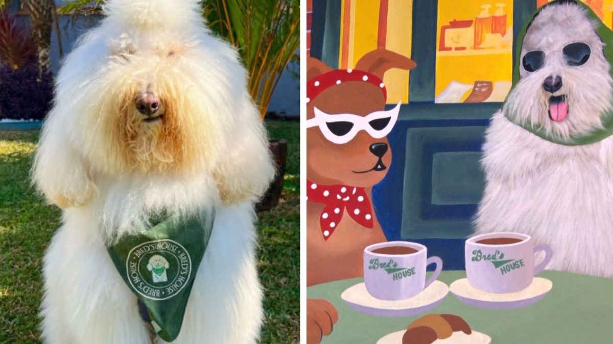 De ‘astro’ da web a dono de café: Cão gigante inspira 1ª dog cafeteria de Chapecó