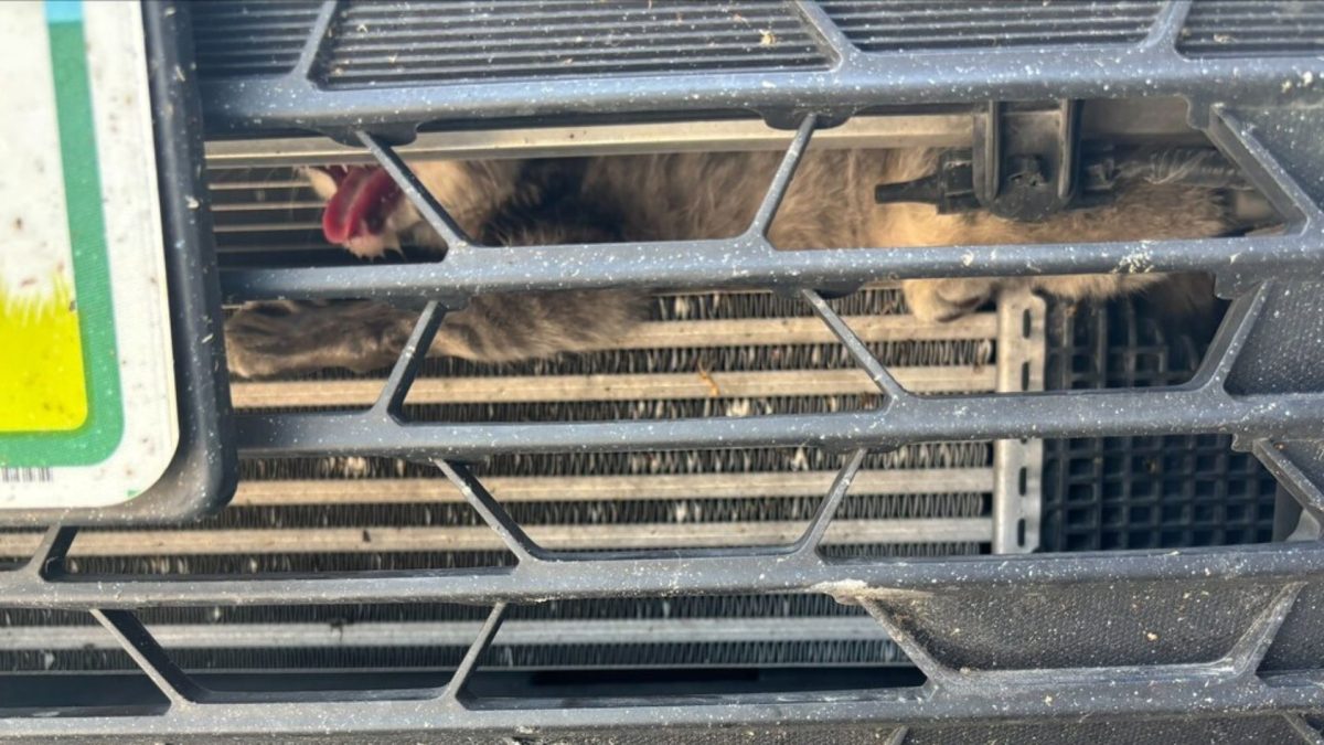 Gatinha de apenas 2 meses presa na grade de um carro sob calor de quase 48°C obriga equipe desmontar o veículo, mas após o resgate termina disputada por quem ajudou a salvá-la
