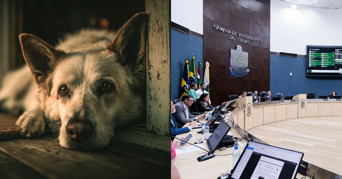 Condenados por maus-tratos serão proibidos de adotar animais e abrir pet shops em cidade de SC