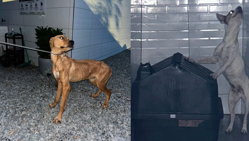 Mulher que denunciou abandono de cães em 2025 é alvo de investigação por maus-tratos em Balneário Camboriú