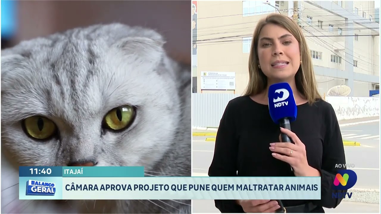 Câmara de Itajaí aprova projeto que pune maus-tratos aos animais