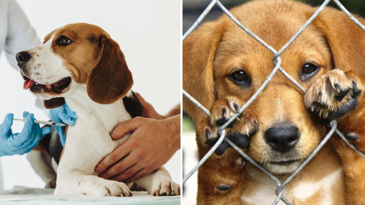 600 doses de vacina para pets vão estar disponíveis durante campanha de vacinação e feira de adoção em SC