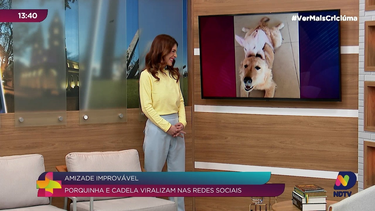 Porquinha e cadela encantam web com amizade em Jaguaruna