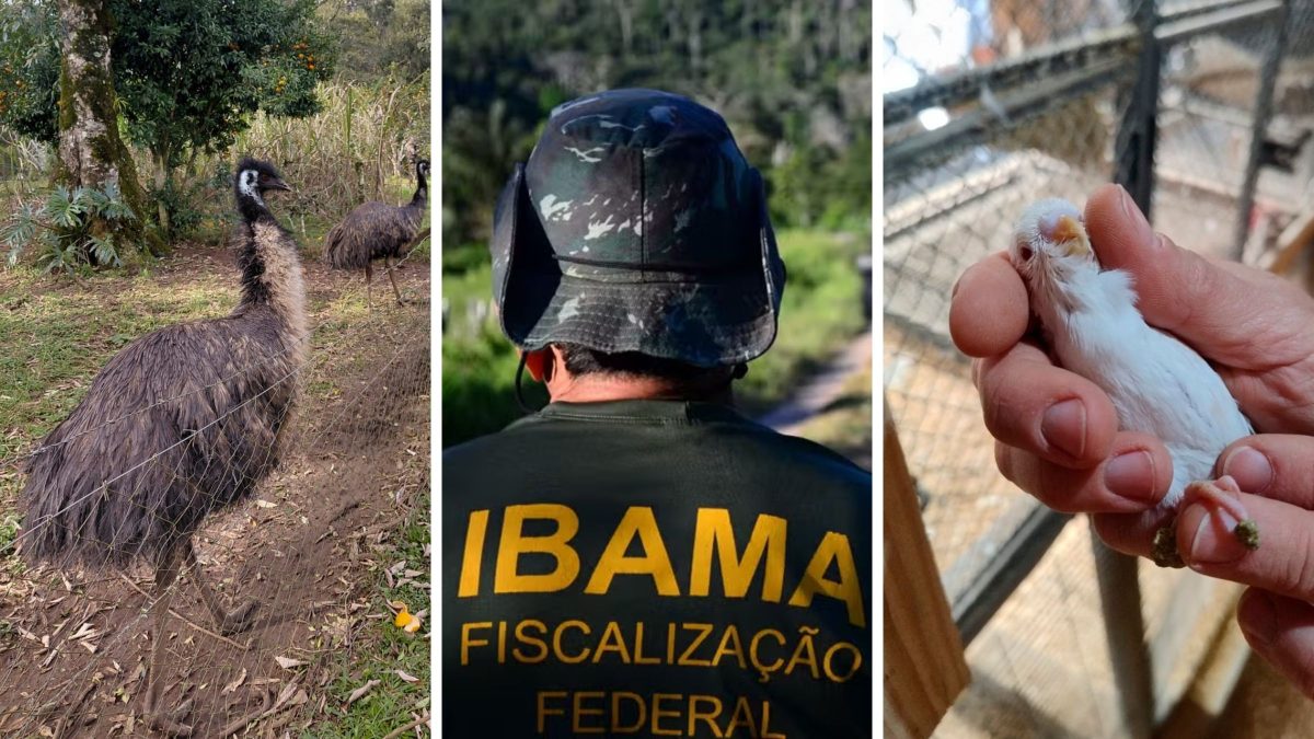 Ibama desmonta esquema de comércio ilegal, apreende quase 800 animais e aplica multas milionárias em SC
