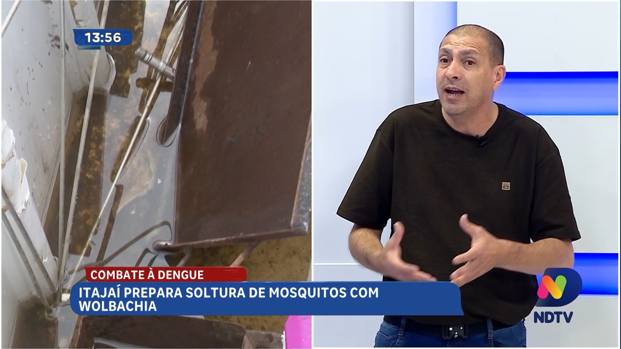 Itajaí prepara soltura de mosquitos com Wolbachia contra dengue