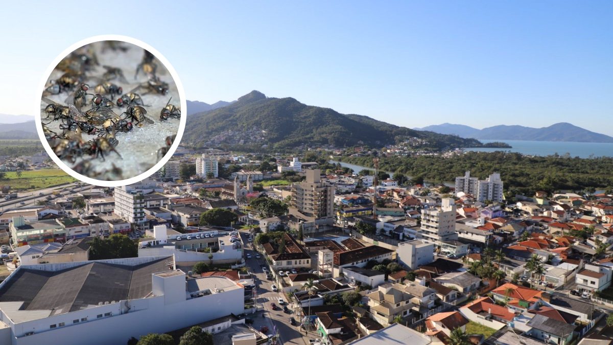 Proliferação de moscas em cidade de SC faz Ministério Público abrir inquérito e órgãos reforçarem fiscalização em bairros afetados