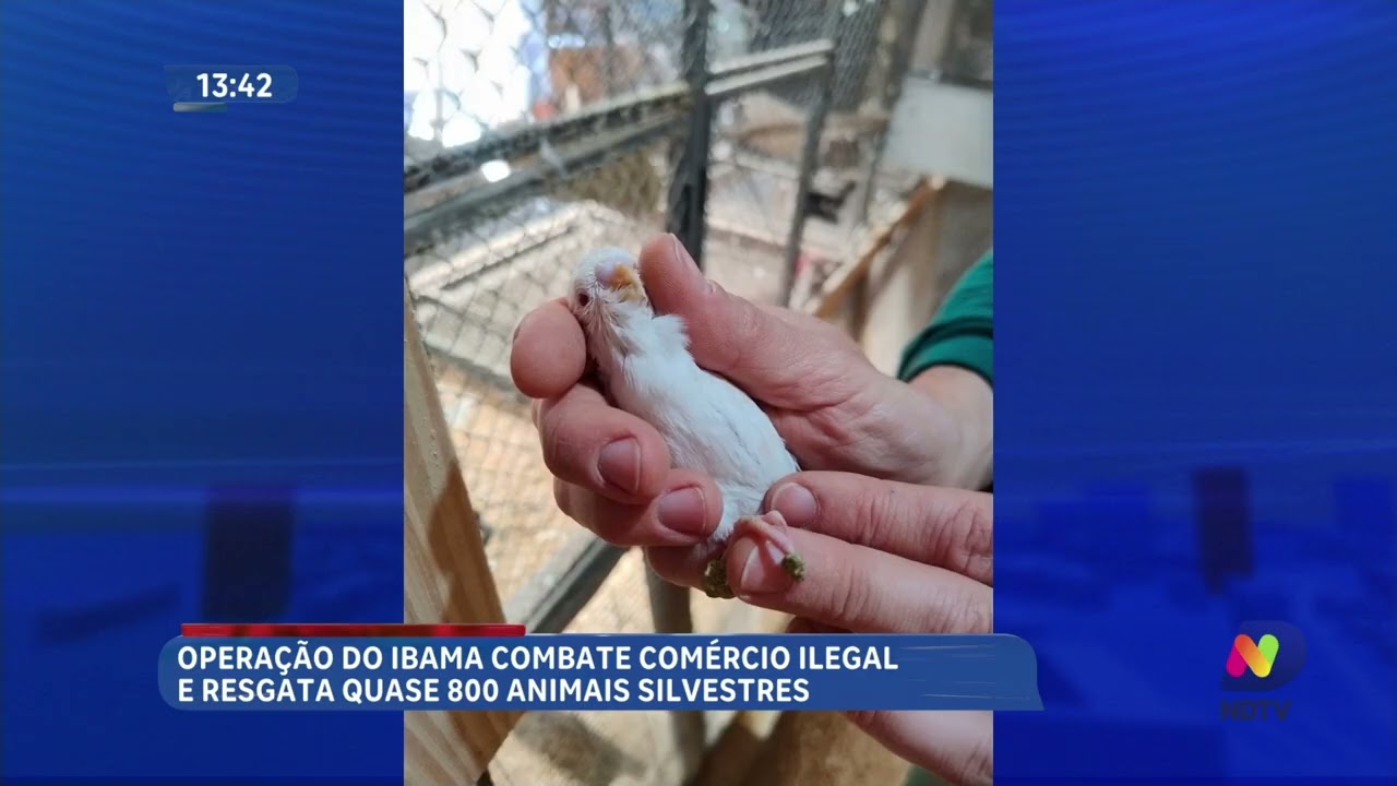 Operação do Ibama combate maus-tratos e tráfico de animais em SC