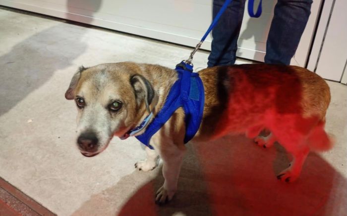 Projeto que proíbe quem maltratar bichinhos de adoção de pets vai em frente