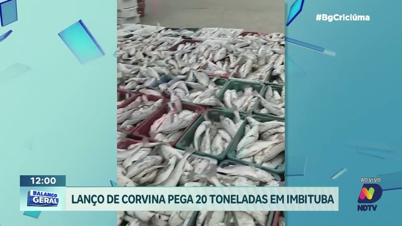 Lanço de corvina garante 20 toneladas de peixe na praia de Imbituba