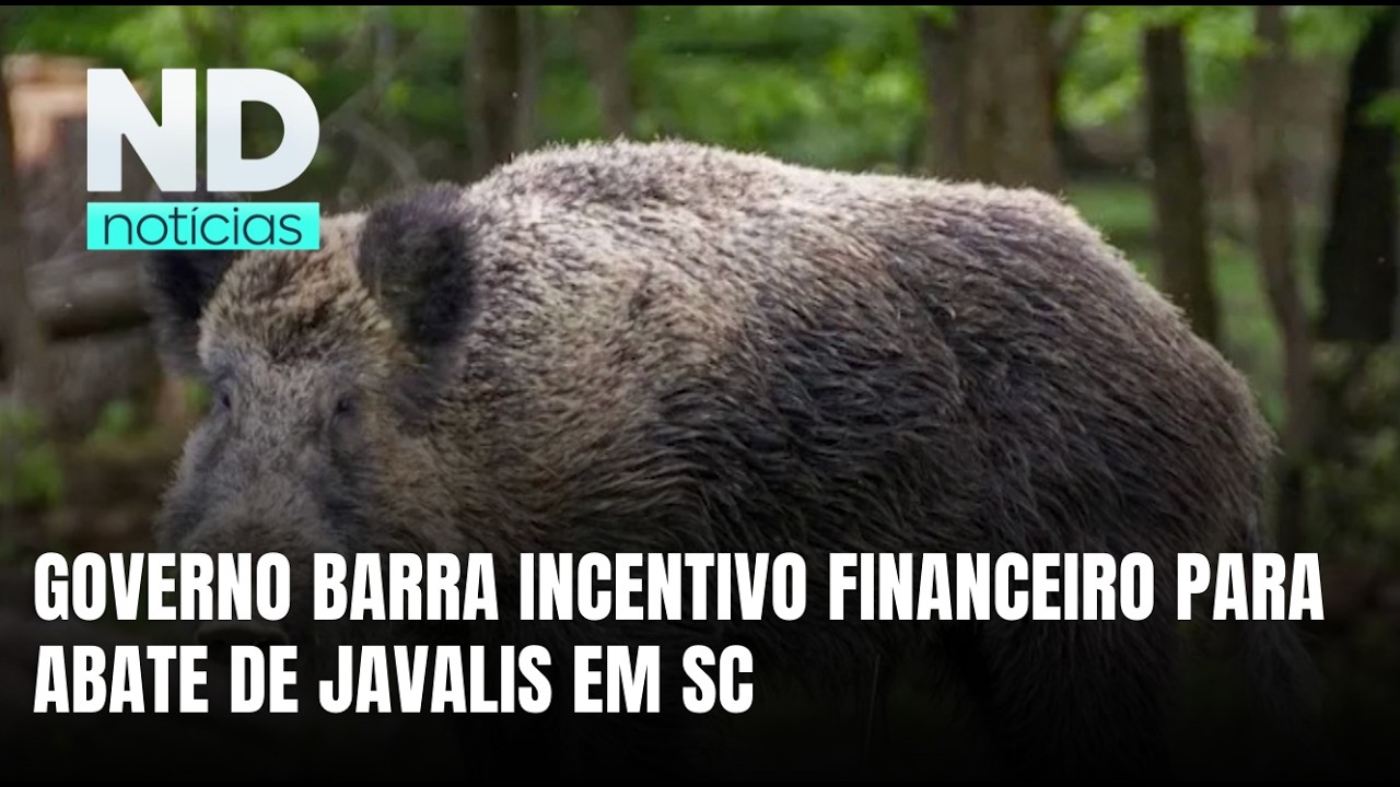 Governo de SC veta projeto que previa bônus por abate de javalis
