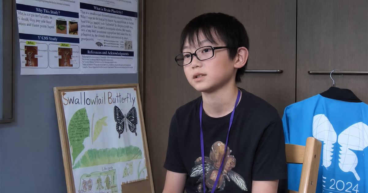 Apaixonado por criar insetos, um menino de 10 anos enviou cartas a uma cientista para fazer um teste ousado; ninguém esperava que o estudo revelasse que borboletas guardam memórias do passado