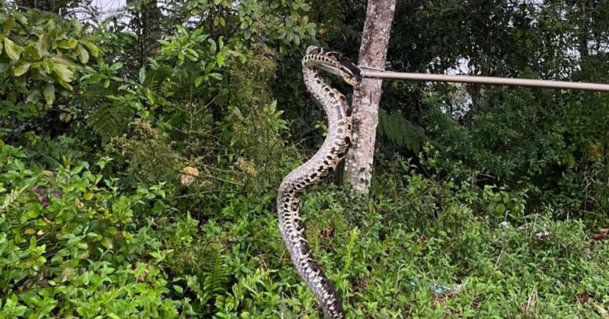 Jararacuçu é capturada em pátio de casa em Brusque
