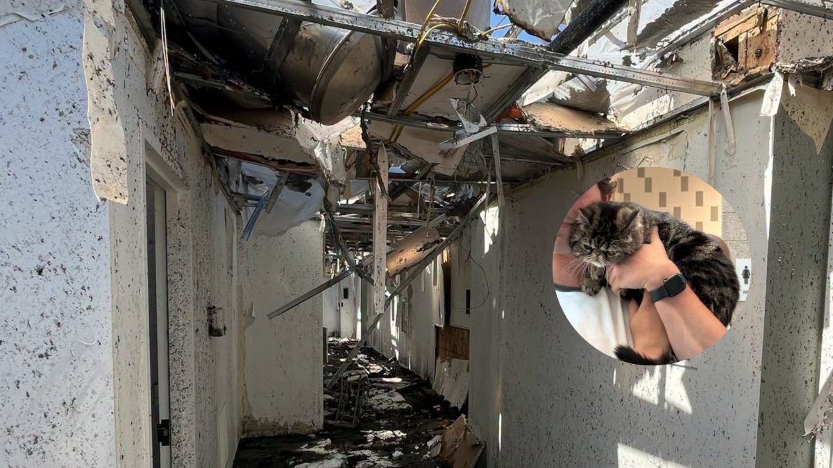 Gato passa mais de 3 dias preso em prédio destruído por incêndio e, quando bombeiros voltam ao local, fazem uma descoberta sob os escombros que muda tudo para os donos que perderam quase tudo