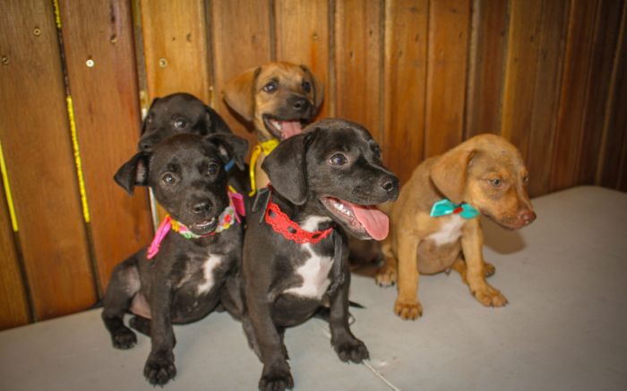 Navegantes abre vacinação gratuita para cães e gatos