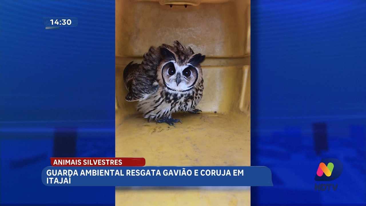 Animais silvestres são resgatados pela Guarda Ambiental de Itajaí