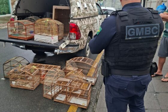Denúncia leva Guarda a casa com aves silvestres, gaiolas e alçapão em BC