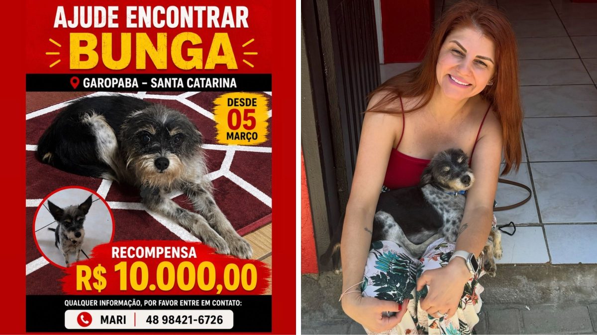 Família oferece recompensa de R$ 10 mil por informações sobre cão desaparecido há 5 meses em SC