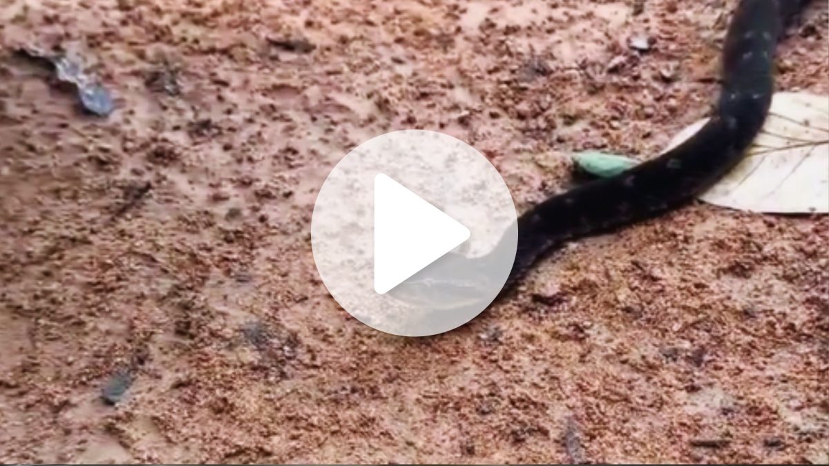 Cobra mais perigosa do Brasil fica a centímetros de biólogo e vídeo impressiona