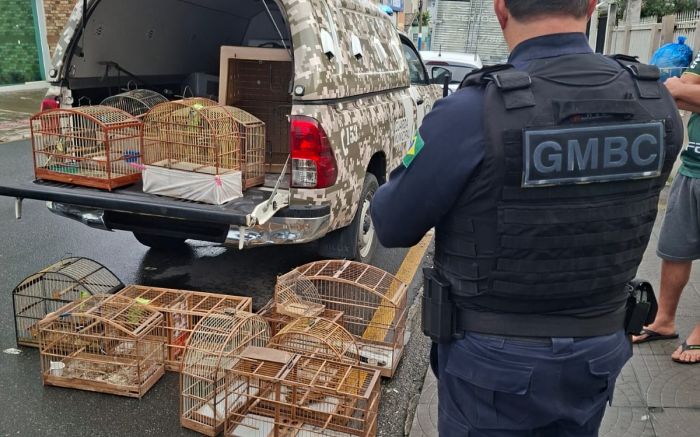 Coleirinha, bem-te-vis e trinca-ferro são apreendidos com traficante de pássaros