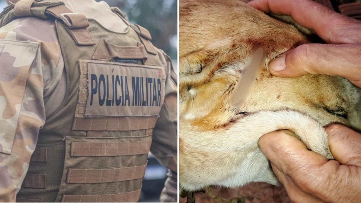 Cão é baleado na cabeça e nas costas após entrar em propriedade vizinha em SC