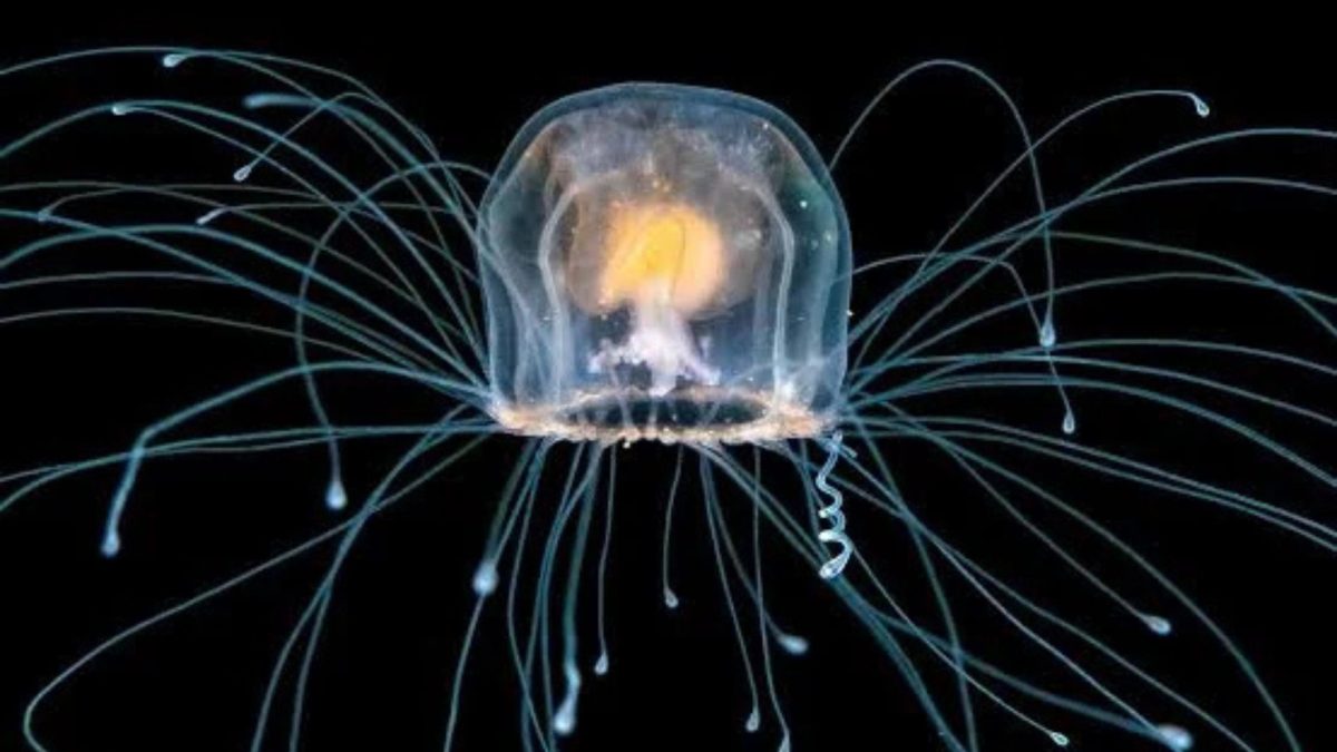 Água-viva imortal desafia a ideia de que todo ser vivo precisa envelhecer: cientistas descobriram como esse animal pequeno consegue apertar um ‘botão de reinício’ biológico