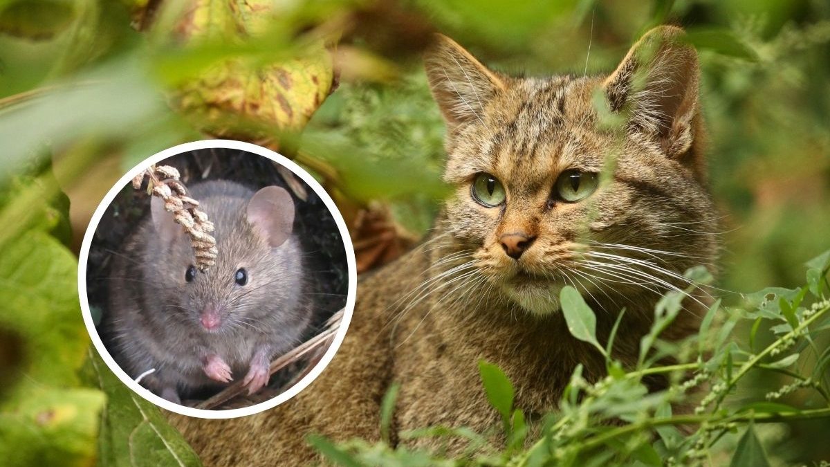 Como 5 gatos levados para matar ratos causaram desastre ambiental de R$ 127 milhões em uma ilha isolada da África do Sul