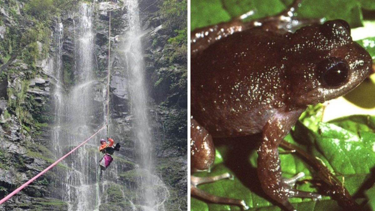 Projeto inédito no Brasil usa rapel em cânions para encontrar anfíbios raros e ameaçados de extinção em SC