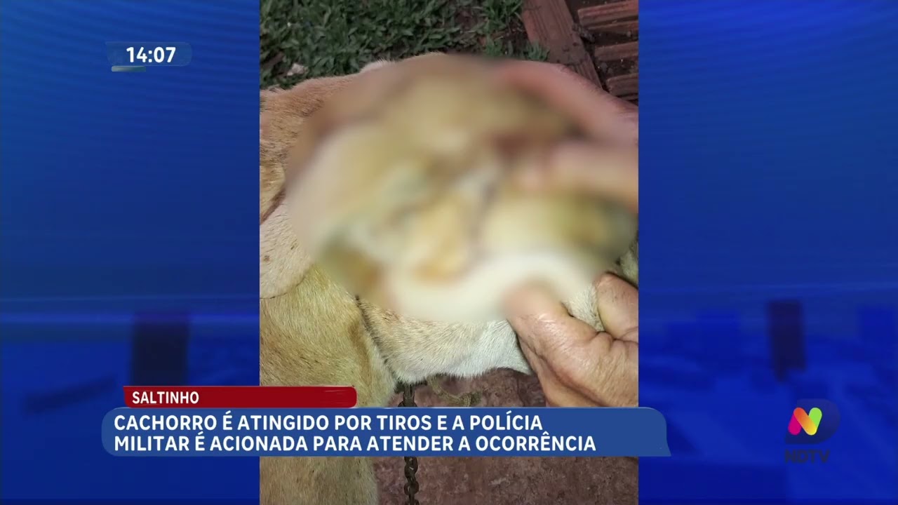 Cão retorna ferido após ser atingido por tiros em Saltinho