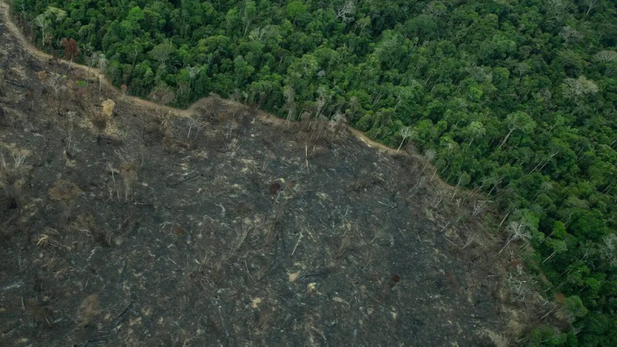 Desmatamento na Amazônia cai 36,9% e atinge menor nível desde 2016, afirma Inpe