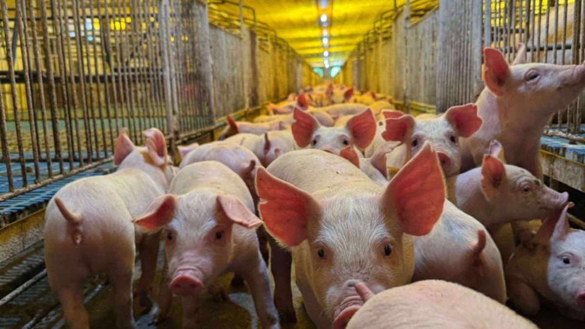 A ‘muralha sanitária’ de 5 cidades de SC: 1,5 milhão de suínos e alta tecnologia para alimentar o mundo