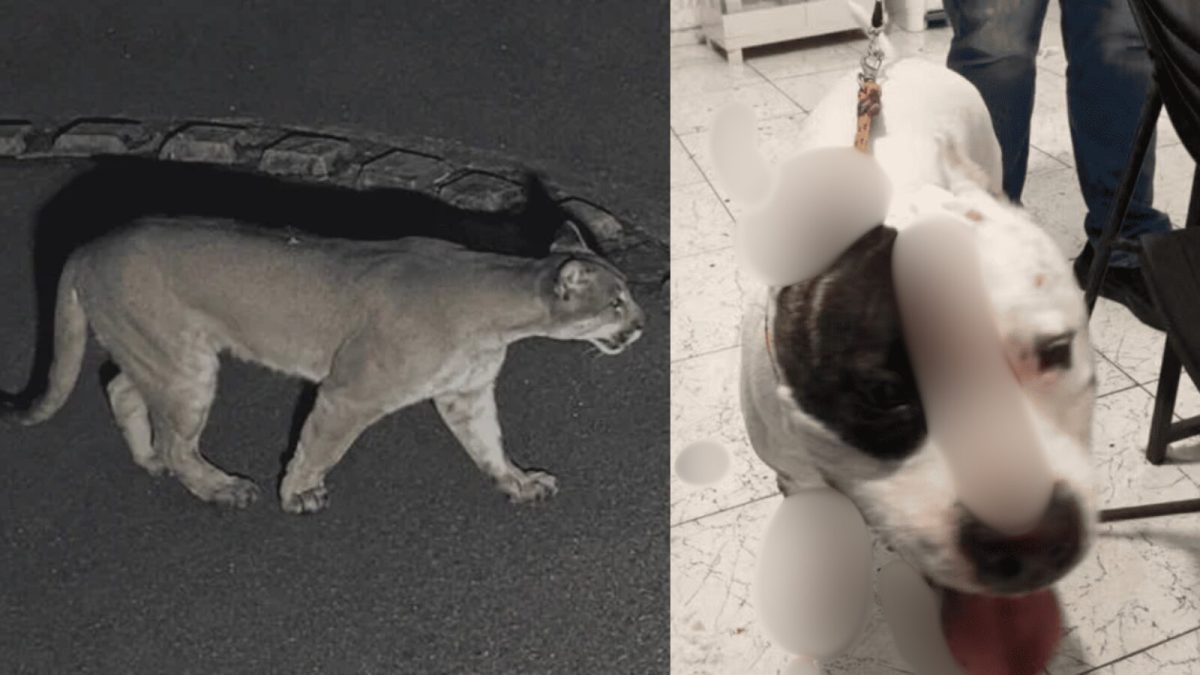 Onça invade casa de condomínio em SP, ataca pitbull e volta ao local no dia seguinte