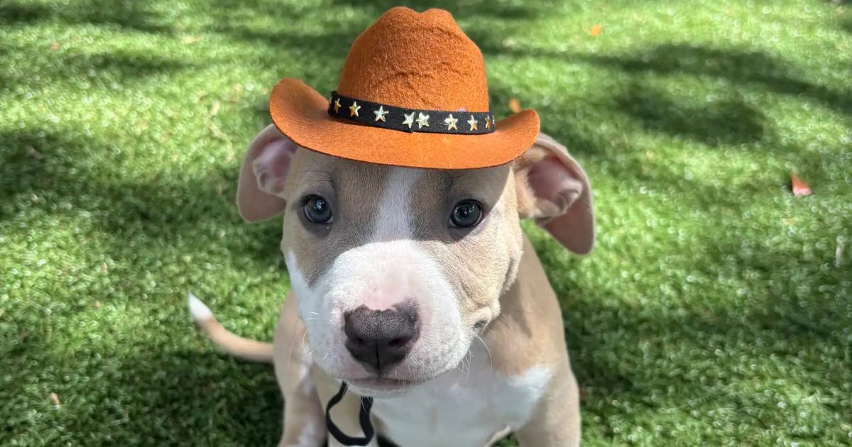Ignorados pelas famílias que visitavam o abrigo, filhotes de uma grande ninhada continuavam sem lar; o jogo vira no momento em que um chapéu de cowboy transforma os bichos em astros da web