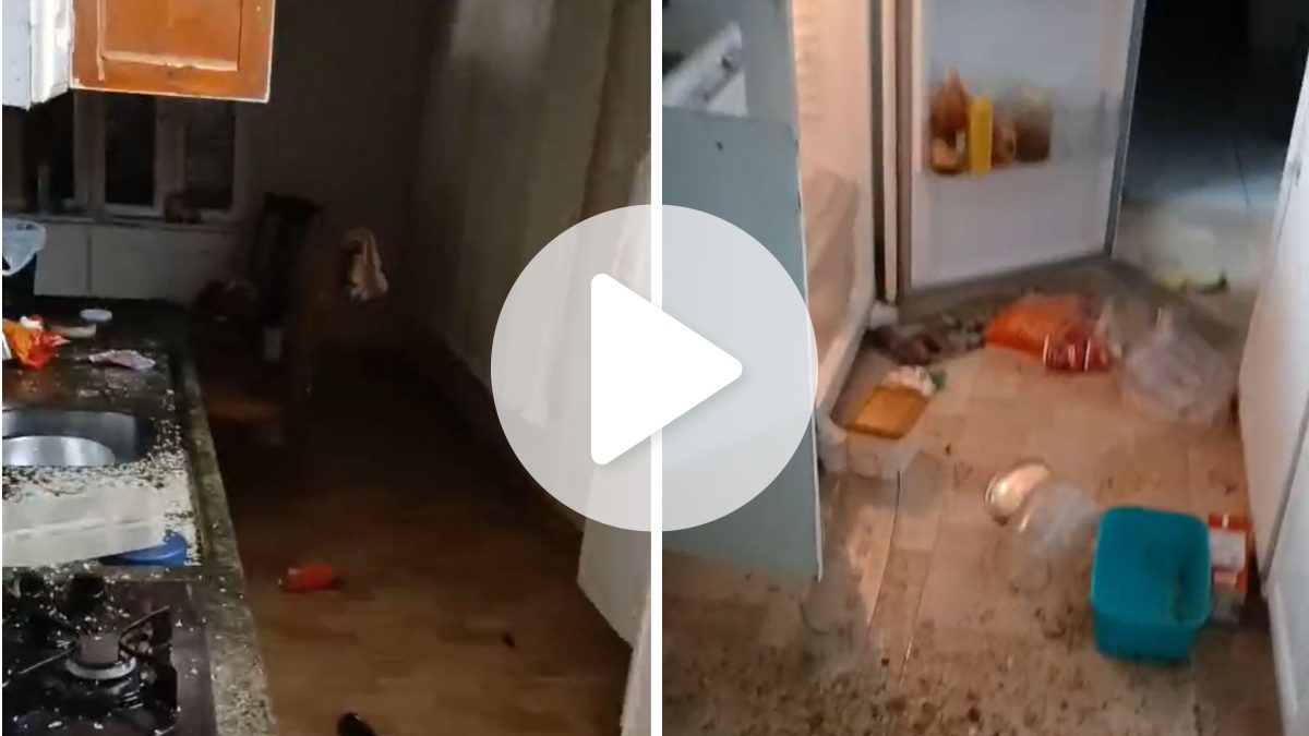 ‘Socorro, eles acabaram com tudo’: macacos invadem casa em cidade de SC e deixam rastro de destruição
