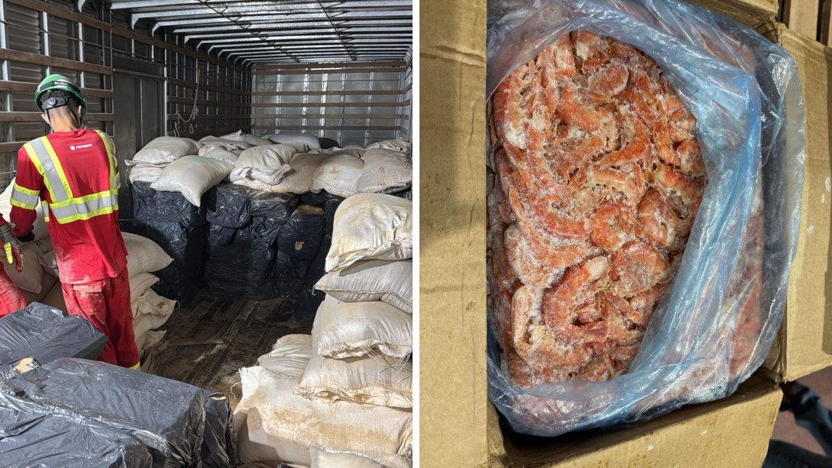 Caminhão vindo da fronteira com a Argentina escondia 5 toneladas de camarão sob palha de arroz