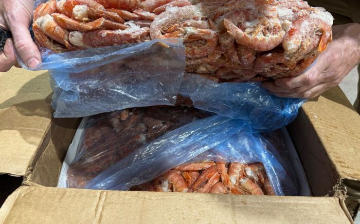Mais de cinco toneladas de camarão são apreendidas em caminhão sem refrigeração na BR 470