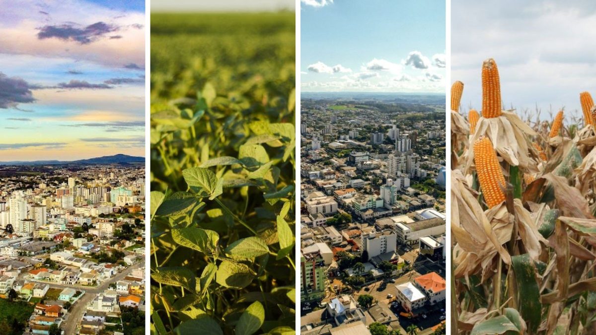 Soja e milho: duas cidades lideram cinturão de grãos e movimentam R$ 3,5 bilhões em SC